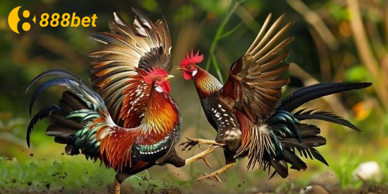 Giới thiệu đá gà 888b