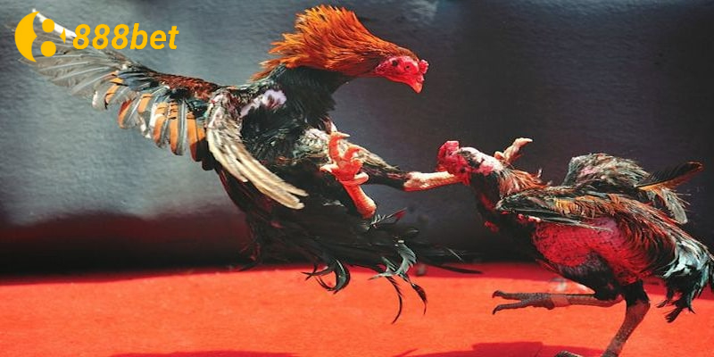 Các kiểu cược phổ biến